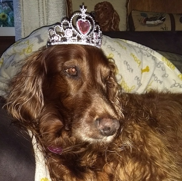 Meet your Posher, Sindy - Picture 3 of 4